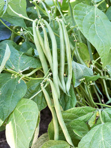 NEW Seeds, FREE Seeds & Back in Stock SEEDS!  Mary's Heirloom Seeds