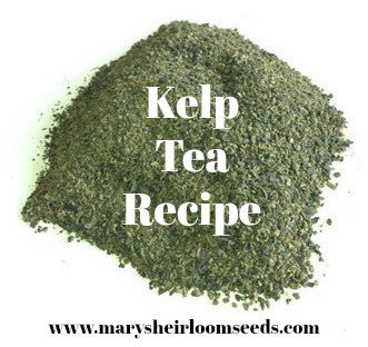 Kelp Tea Recipe for your Garden