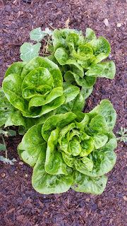 Growing Lettuce from Seed to Harvest