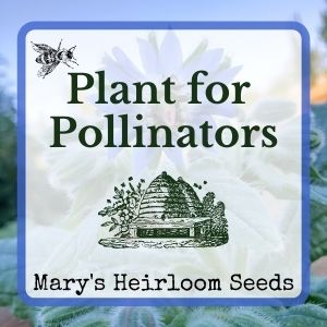 PLANT FOR POLLINATORS