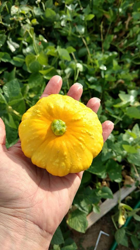 Day 17: Still Time to Plant Summer Squash