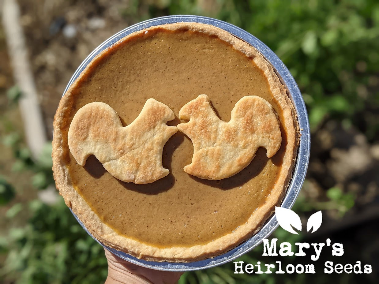 Pumpkin Pie Recipe
