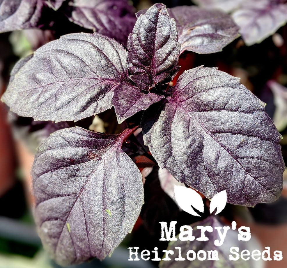 September 2026 Seed Giveaway at Mary's Heirloom Seeds