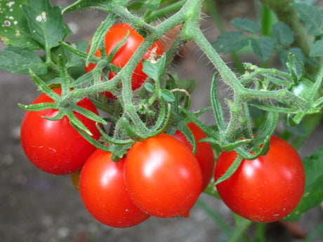 Growing Heirloom Tomatoes from Seed