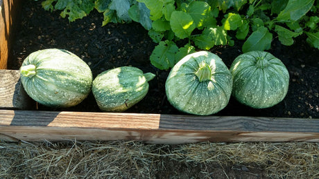 September Plant Guide for the US *UPDATED 2018*