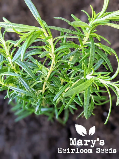 Growing Rosemary from Seed to Harvest