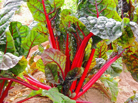 About SWISS CHARD