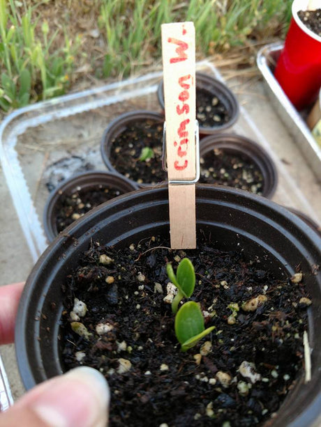 Day 7: Hardening Off Seedlings