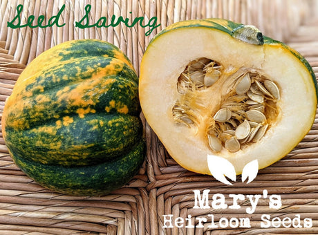 Seed Saving: Heirloom Squash