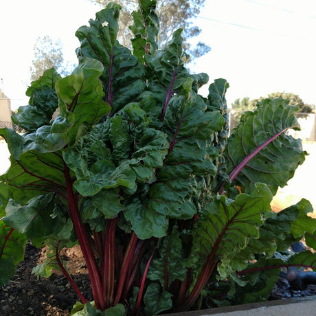 Growing Swiss Chard & Kale from Seed to Harvest