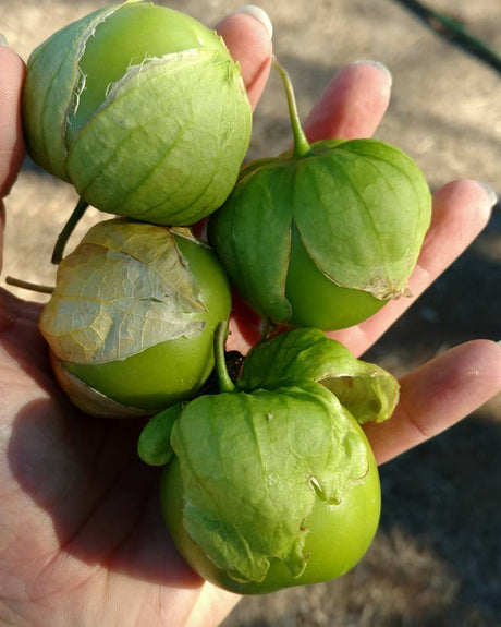 Growing Tomatillo from Seed to Harvest