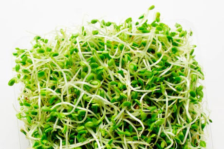 Alfalfa Sprouts from Seed to Harvest