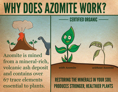 Using Azomite in the Garden for Healthy Plants