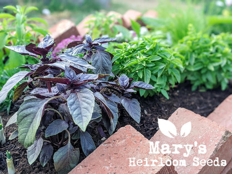 I Grew Basil. Now what?