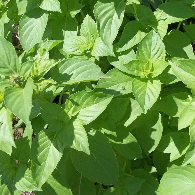 Growing Basil from Seed to Harvest  Mary's Heirloom Seeds