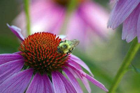 B is for Bachelor Button & BEES!