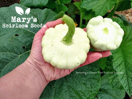 JUNE 2026 SEED SALE at MARY'S HEIRLOOM SEEDS