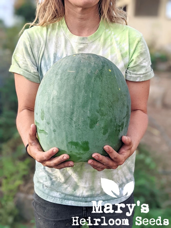 Grow a Giant Watermelon Challenge