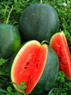 Growing Watermelon from Seed to Harvest