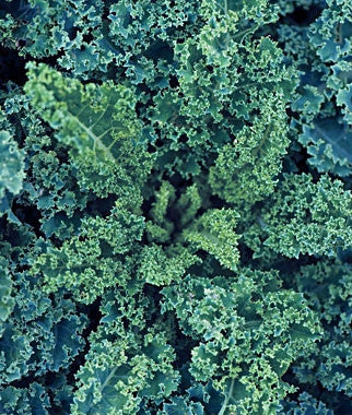 About KALE