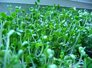 Broccoli Sprouts from Seed to Harvest