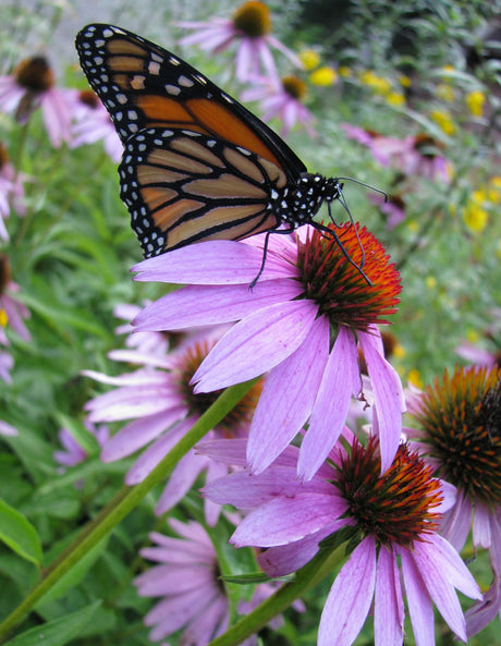 Identifying Common "Good Bugs" in the Garden