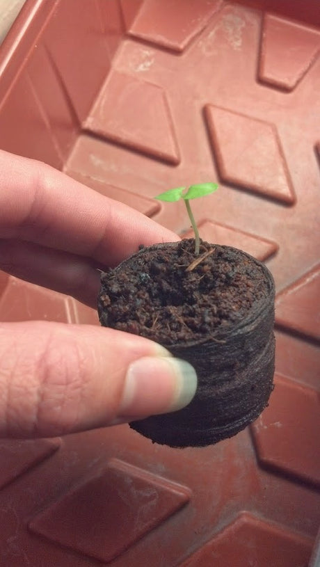 Seed Starting with Coconut Coir Pellets