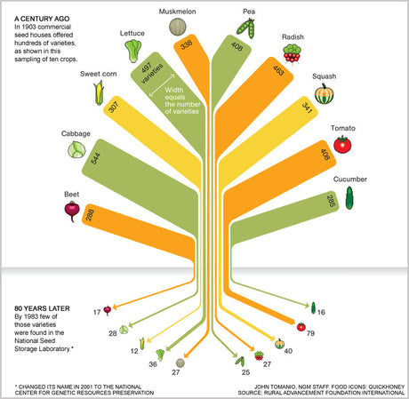 GMO Crops do Not Cure Hunger!