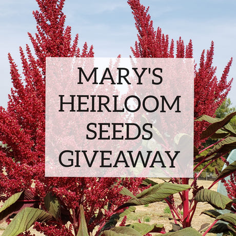 March 2024 Seed Giveaway at Mary's Heirloom Seeds