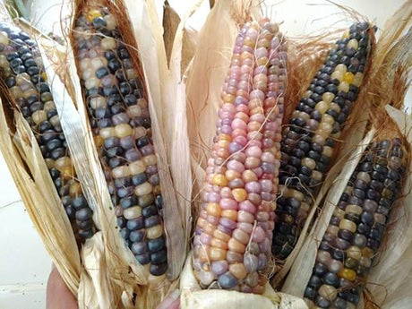 About Glass Gem Corn