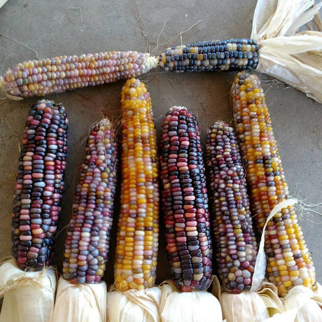 Choosing the Right Heirloom Corn variety for your Garden