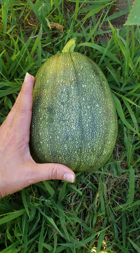 Growing Tatume Squash from Seed to Harvest