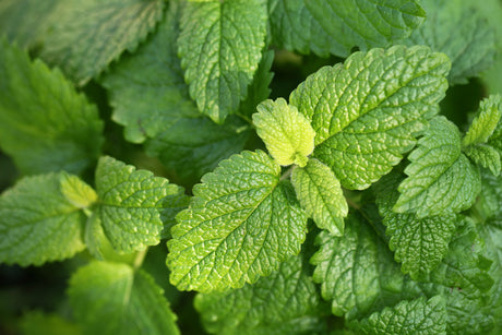 Growing Lemon Balm from Seed