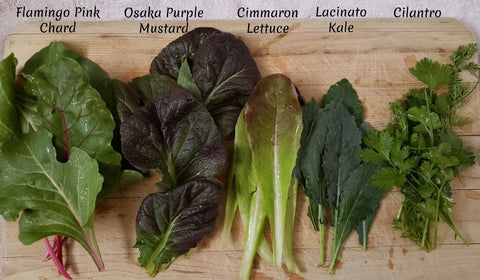 December Seed Giveaway at Mary