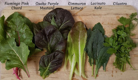 December Seed Giveaway at Mary