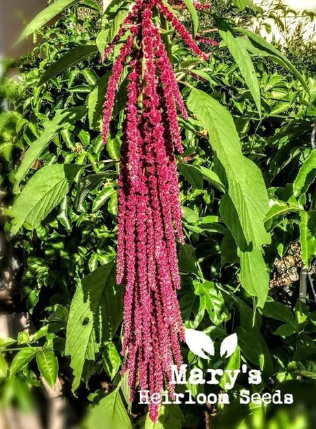 Food Storage Prepping in the Garden: Amaranth