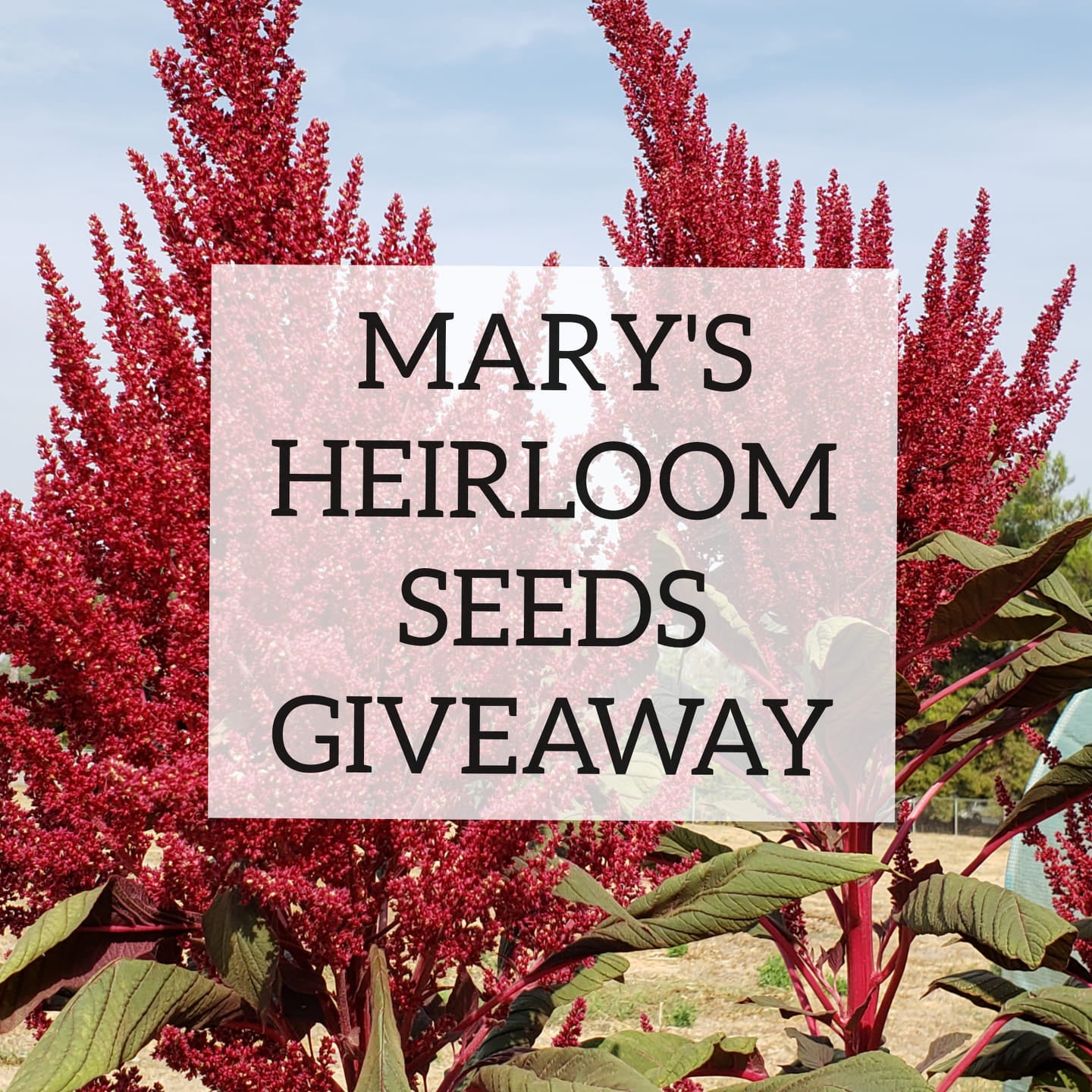 September HEIRLOOM SEED GIVEAWAY!
