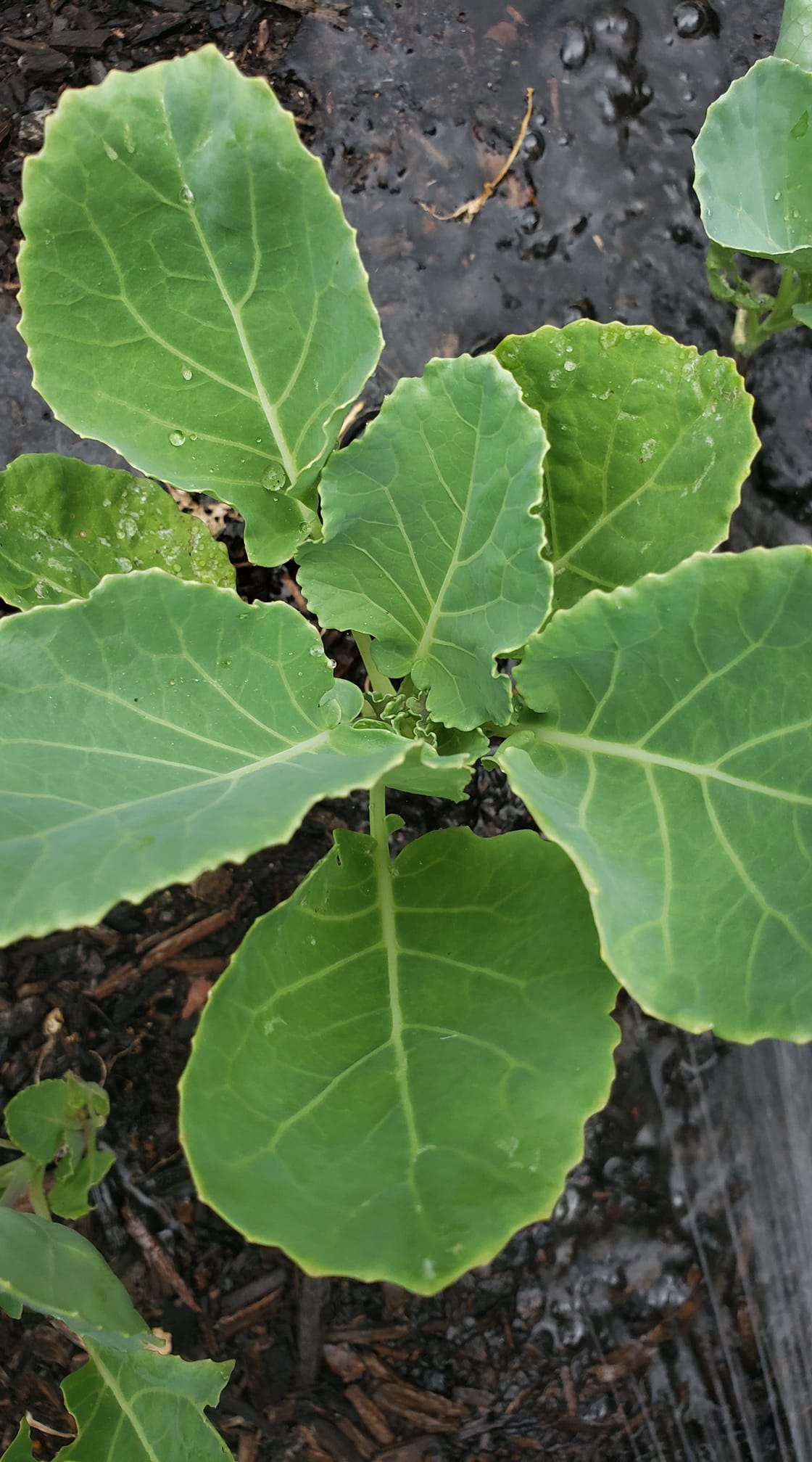 How to Grow Collard Greens from Seed: A Beginner’s Guide