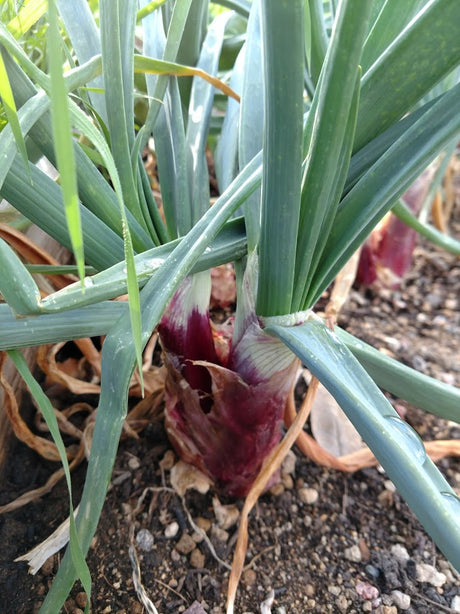 Choosing the Right Onion for Your Garden
