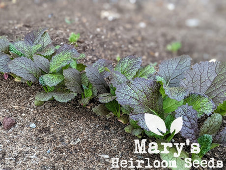 Food Storage Prepping in the Garden: Intro