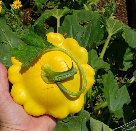 Growing & Harvesting Patty Pan Squash