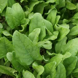 About Perpetual Spinach