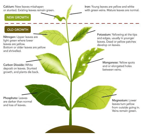 Feeding Your Plants - Organic Nutrients Update