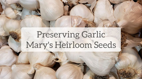 Preserving Garlic