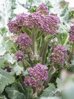 Growing Broccoli from Seed