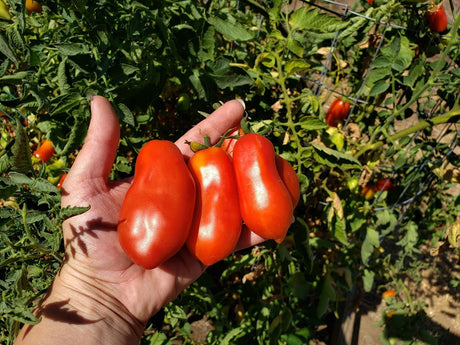 The Wonderful World of Heirloom Tomatoes