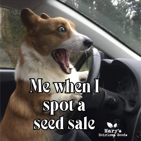 FEBRUARY 2026 SEED SALE