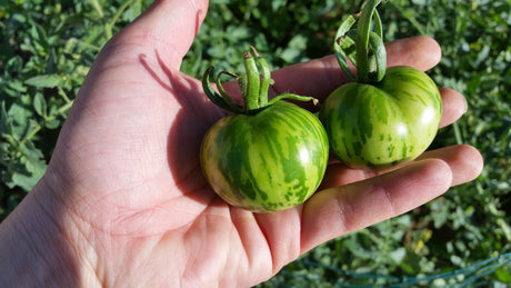 Heirloom Tomato Grow Kit Instructions