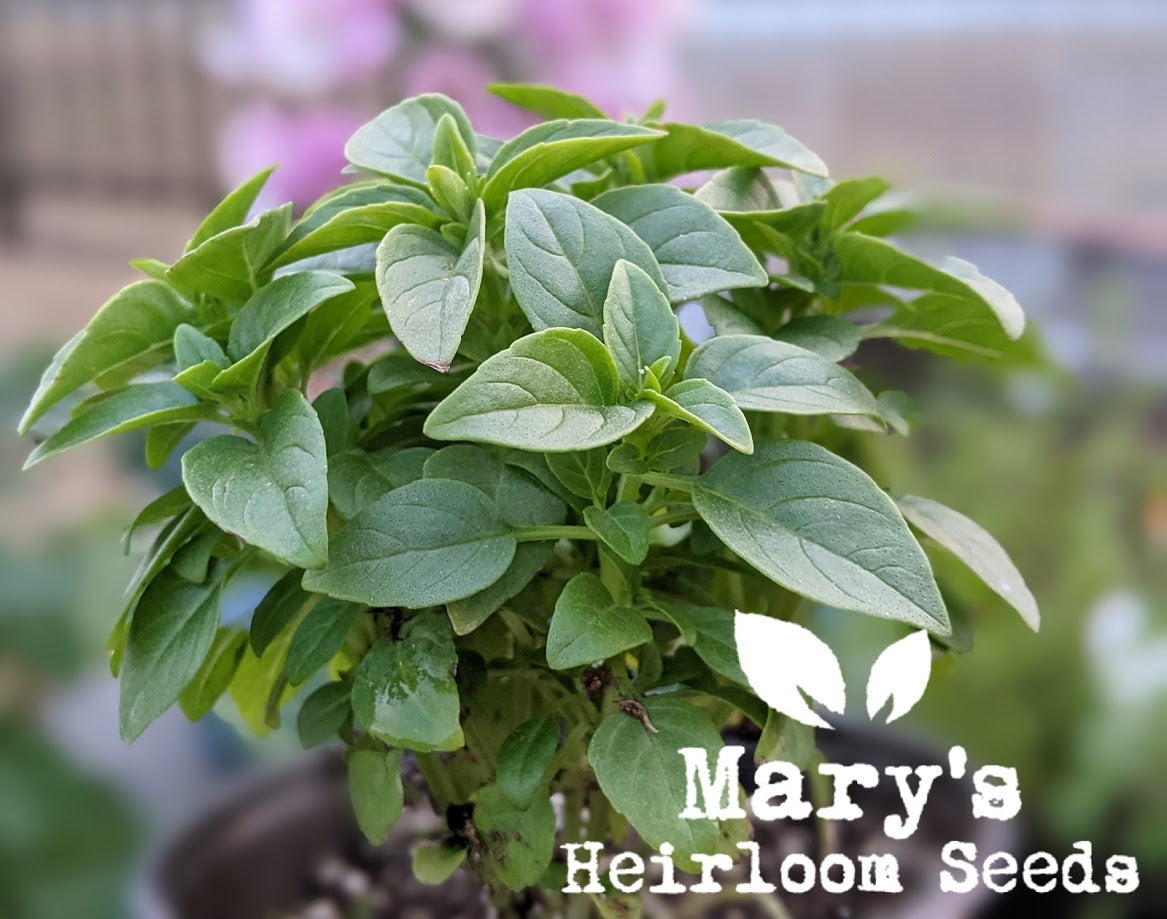 How to Create a Container Garden – Mary's Heirloom Seeds, image size:1167x919