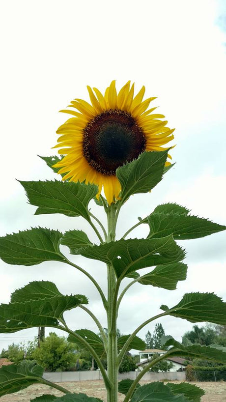 Growing Sunflowers from Seed to Harvest